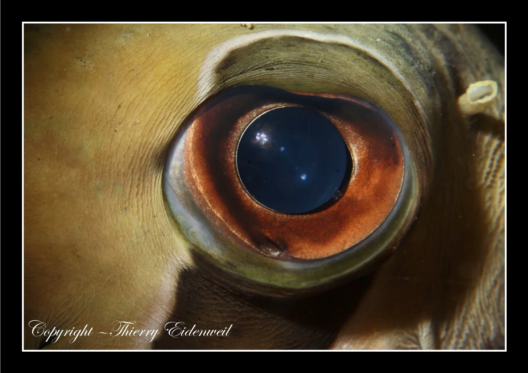 Anilao Macro Dive Media Highlight